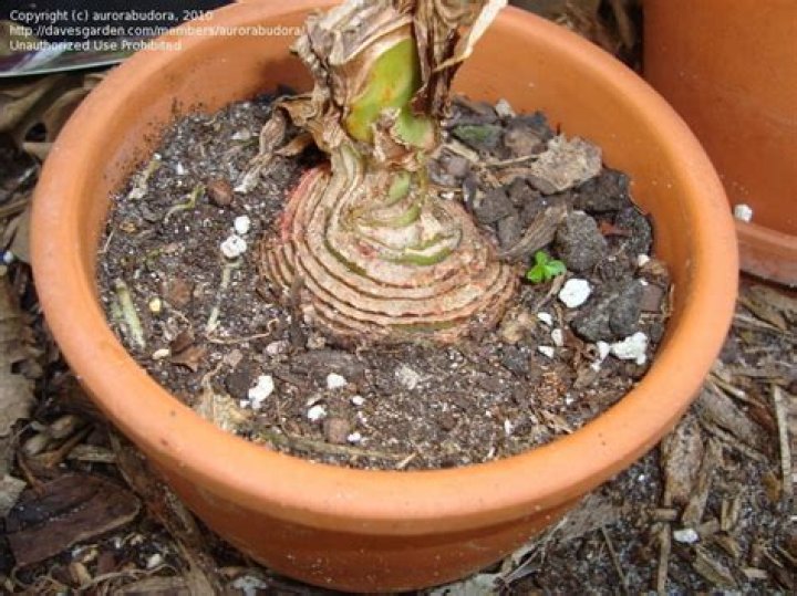 What could be eating my amaryllis