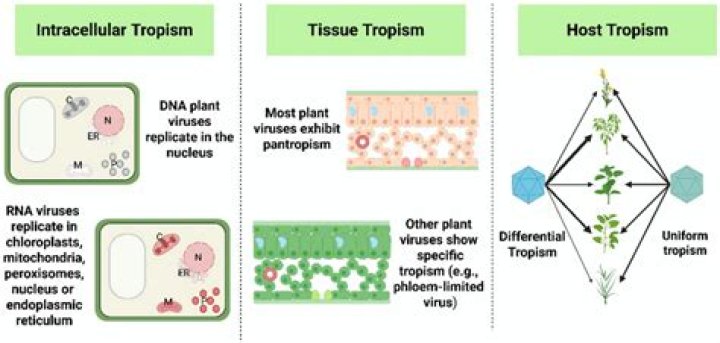What determines virus tropism