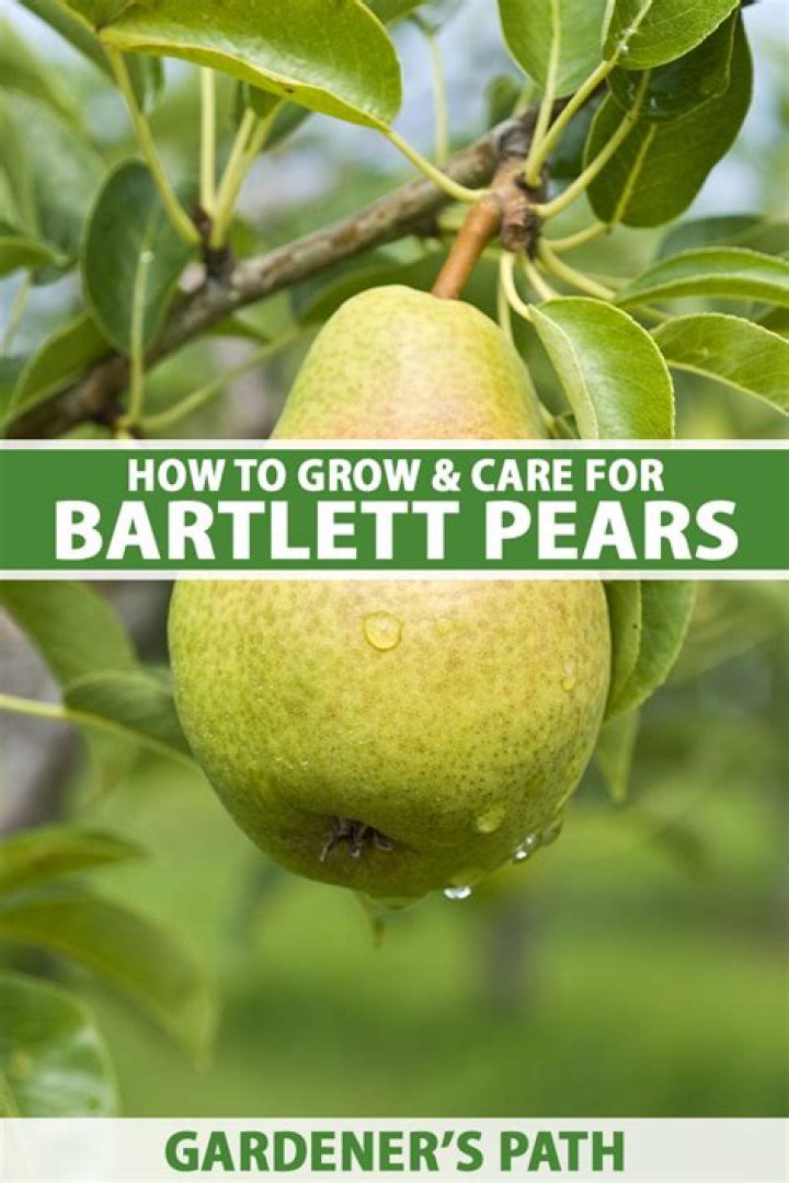 What do Bartlett pears taste like
