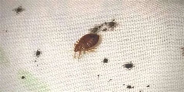 What do bed bug stains look like on sheets