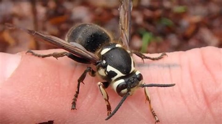 What does a blue hornet look like