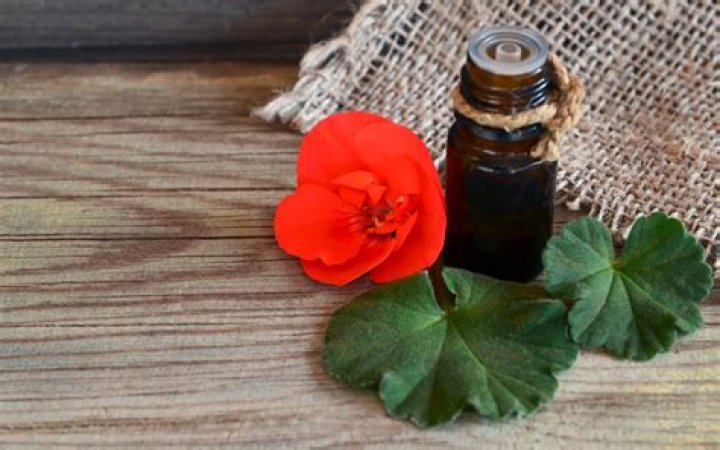 What does geranium oil smell like