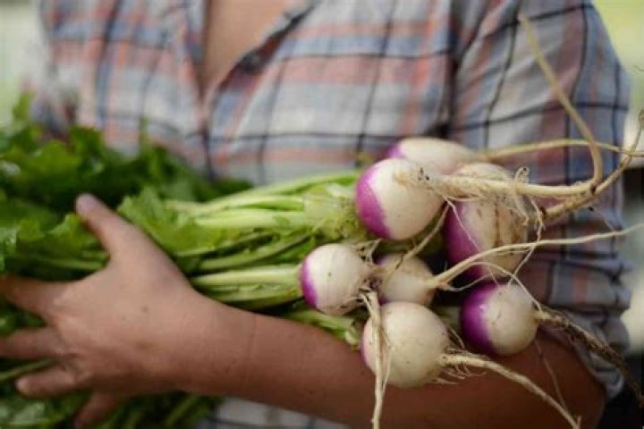 What does raw rutabaga taste like