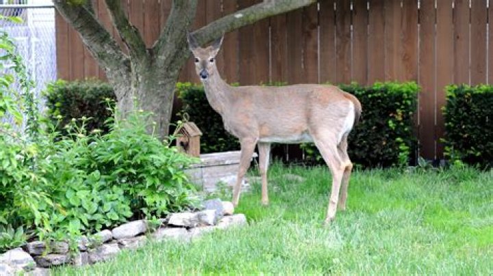 What ground cover do deer not eat