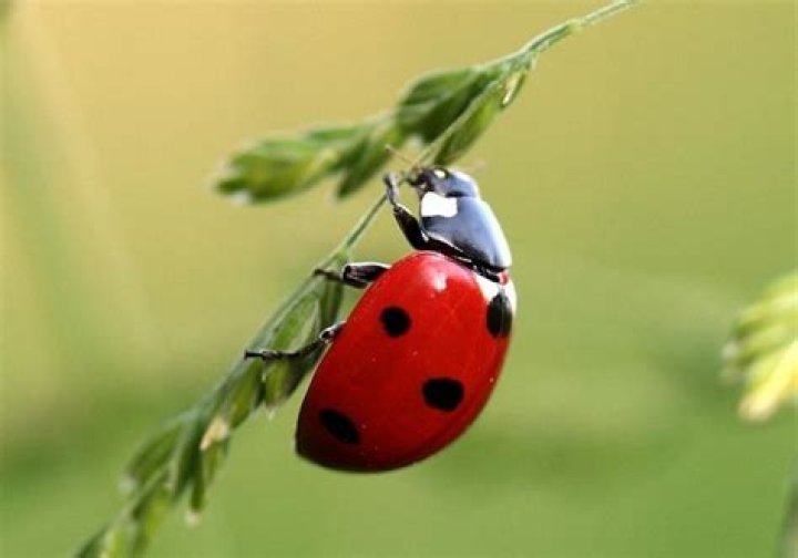 What happens if dogs eat ladybugs