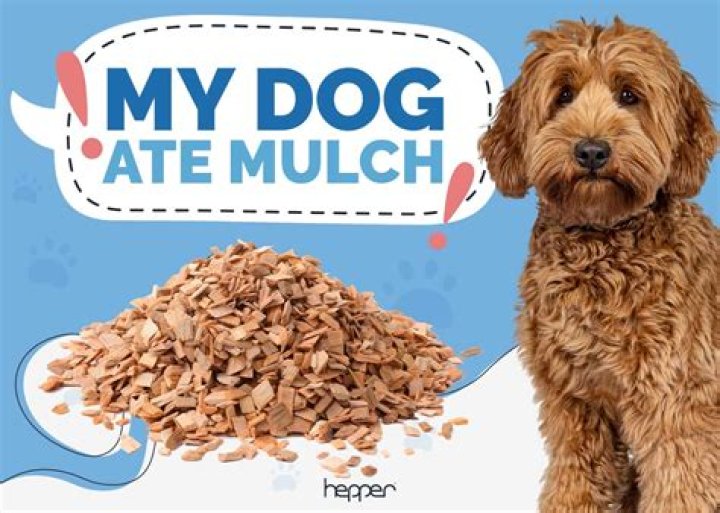 What happens if my dog eats mulch