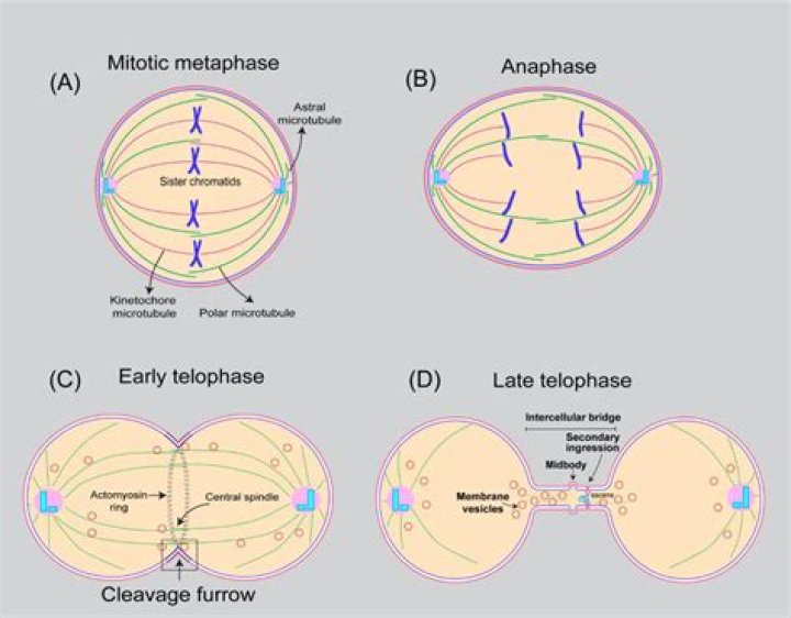 What happens in telophase summary