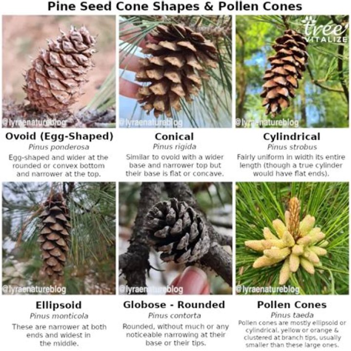 What is a pine tree classified as