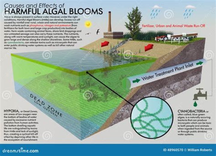 What is the effect of algal bloom