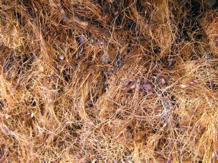 What is the fiber from palm trees