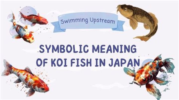 What is the meaning of Kyushu