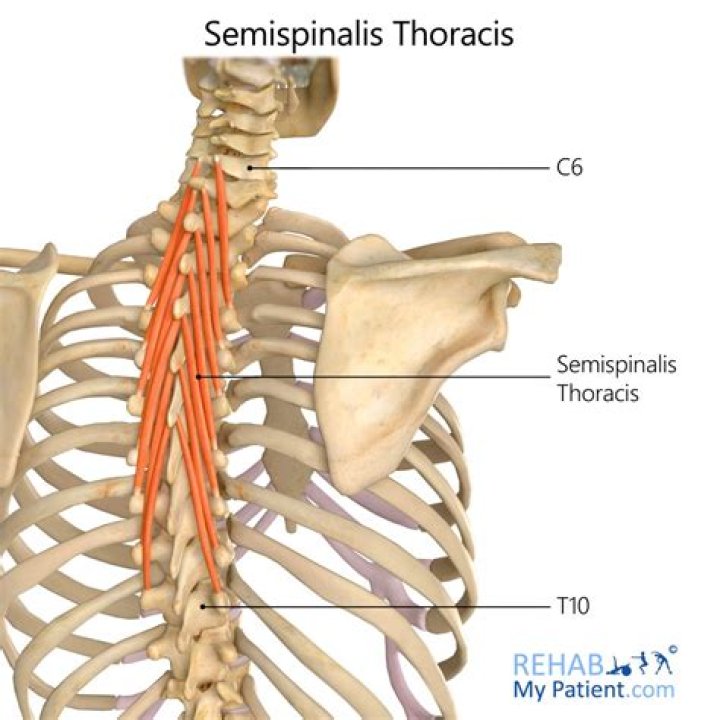 What is the Semispinalis Thoracis