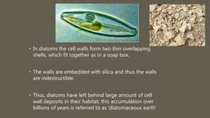 What is unique about the cell walls of diatoms
