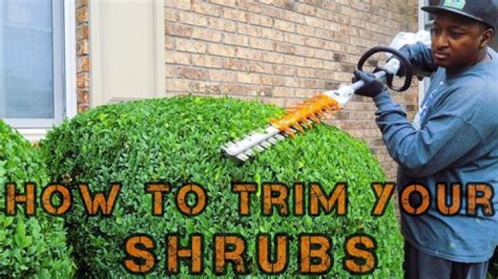 What month should you trim bushes