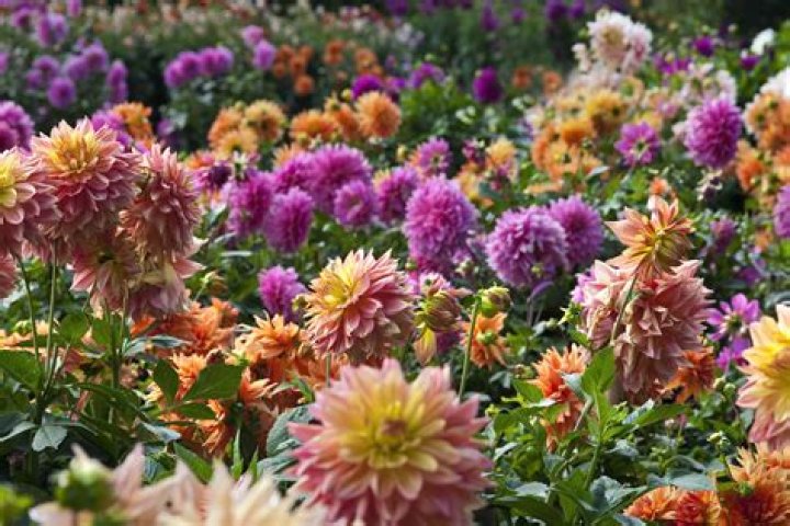 What months are dahlias in season