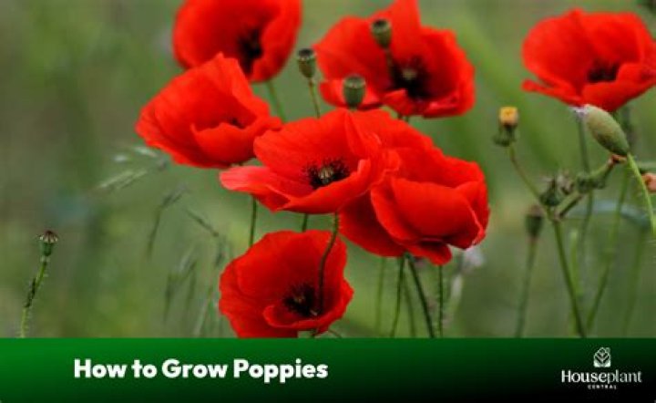 What type of soil do poppies need