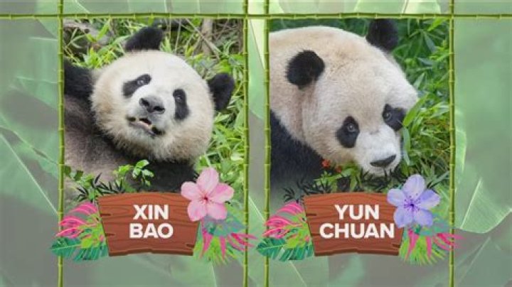 What zoo in California has pandas