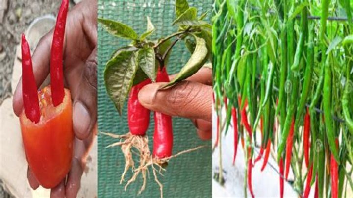 When can chilli plants go outside