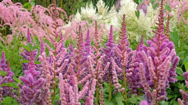 When should I cut back my astilbe