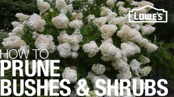 When should you prune your shrubs