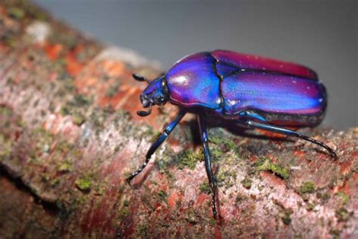 Where can scarab beetles be found