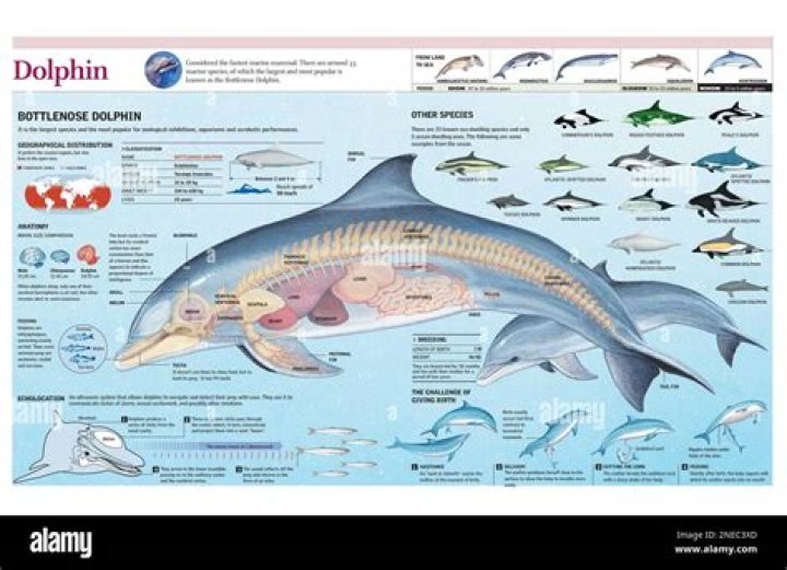 Where did dolphin evolve from