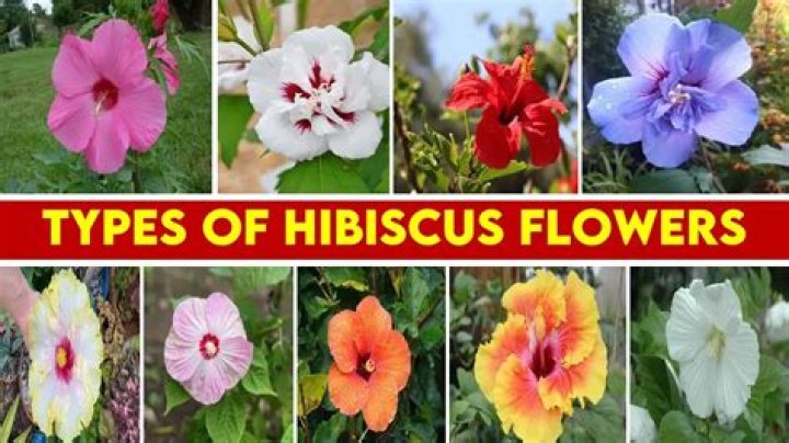 Which is the best hibiscus flower