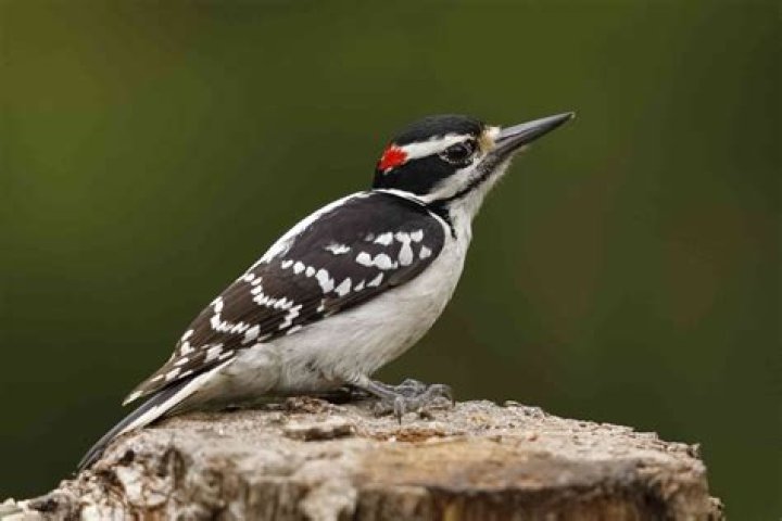 Which trees do woodpeckers prefer