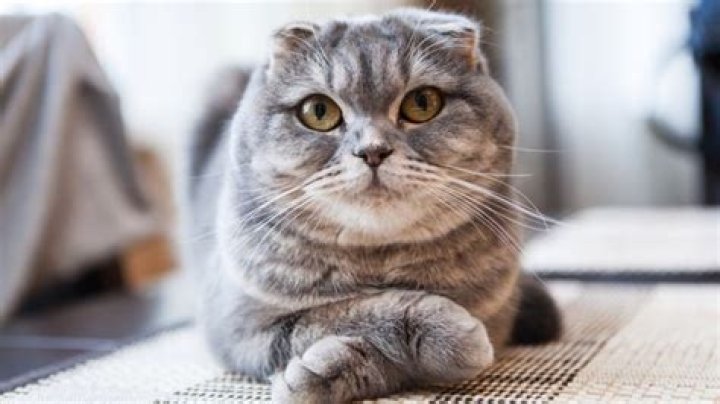 Why are Scottish Fold cats banned