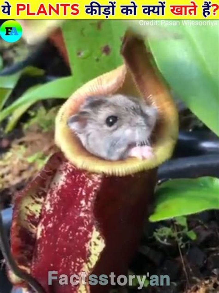 Why did plants become carnivorous