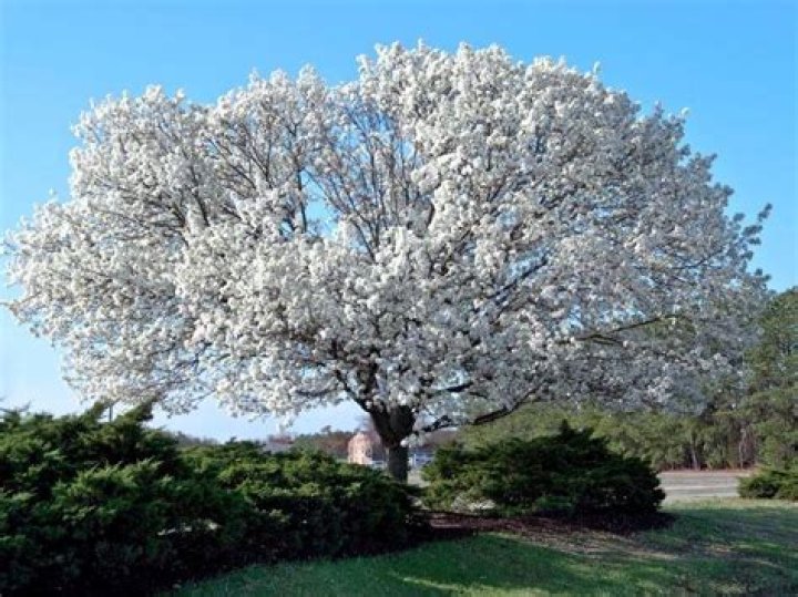 Why is dogwood a state symbol