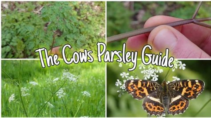 Why is it called cows parsley