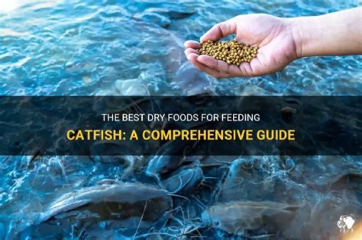 Will dry dog food attract catfish