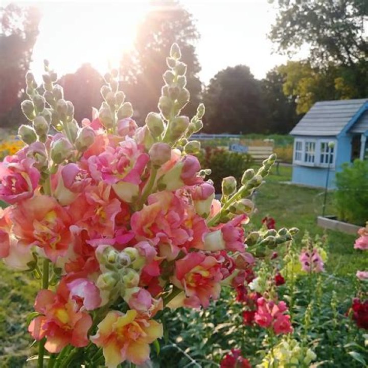 Will snapdragons grow in wet soil